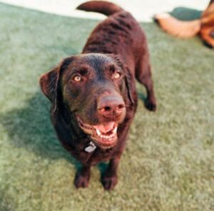 Chocolate Labrador: Jackson