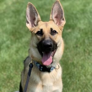 German Shepherd: Kira