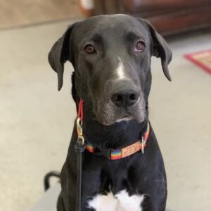 Labradane: Murphy