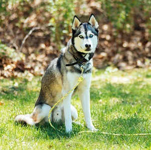 Siberian Husky: Whistle