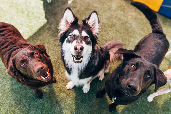 Dogs in doggy daycare