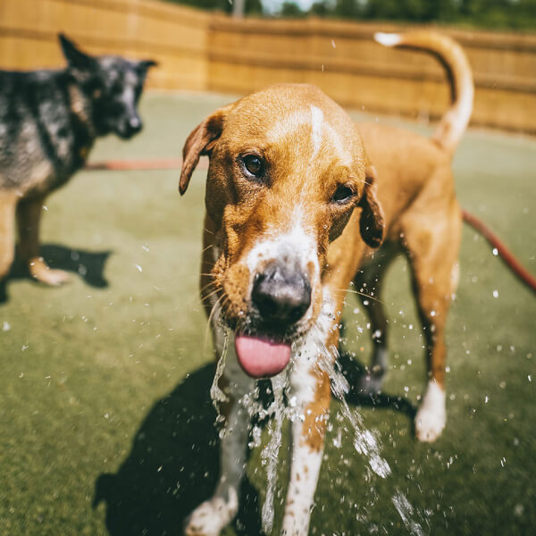 Dog drinking water at Doggy Daycare