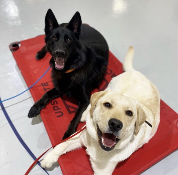 Two board & train dogs working on Place