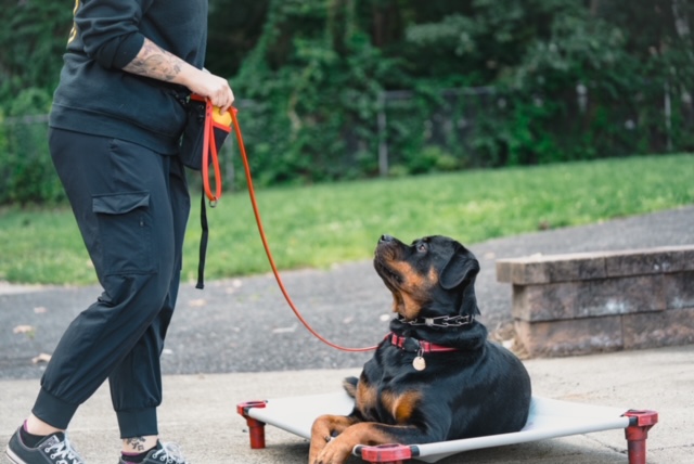 Main Commands to Teach Your Dog for Well-Behaved Behavior 