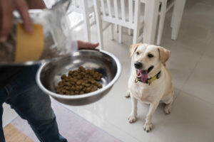 dog food aggression